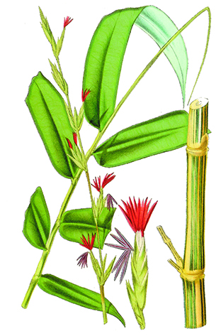 apako