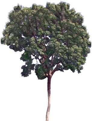 apaoka