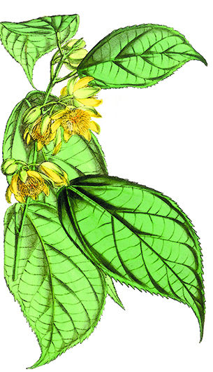 atori