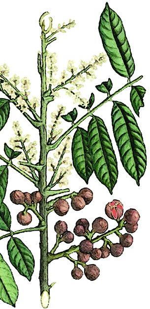ipesan