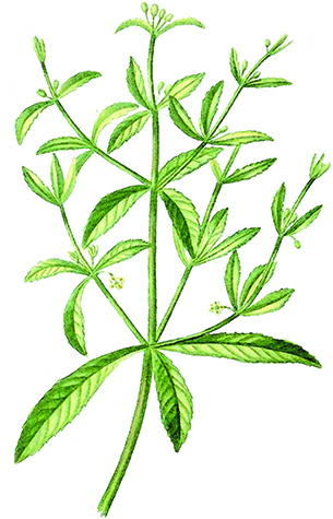seminsemin